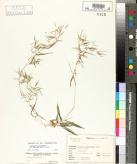 Panicum dichotomum var. nitidum image