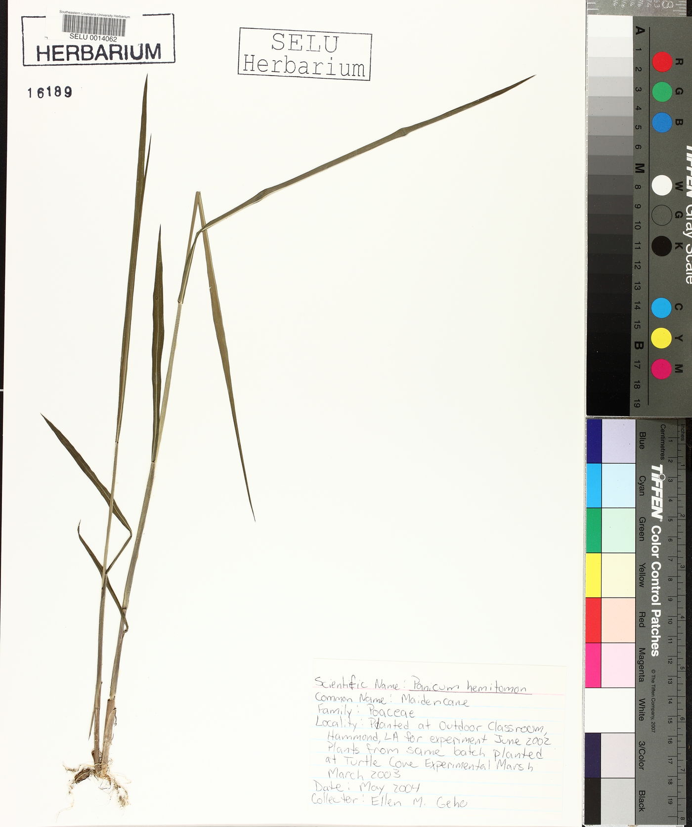 Panicum hemitomon image
