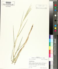 Panicum repens image