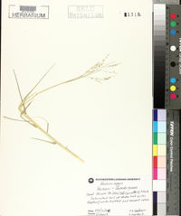 Panicum repens image