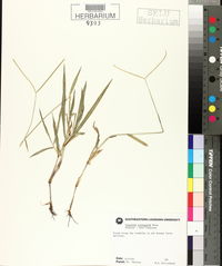 Paspalum conjugatum image