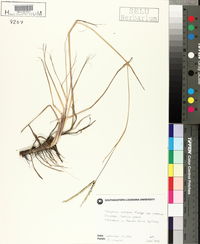 Paspalum notatum image