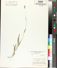 Phalaris caroliniana image