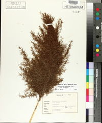 Phragmites australis image