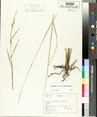 Spartina patens image