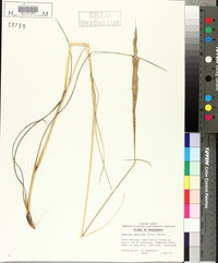 Spartina spartinae image