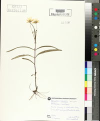 Helianthus simulans image