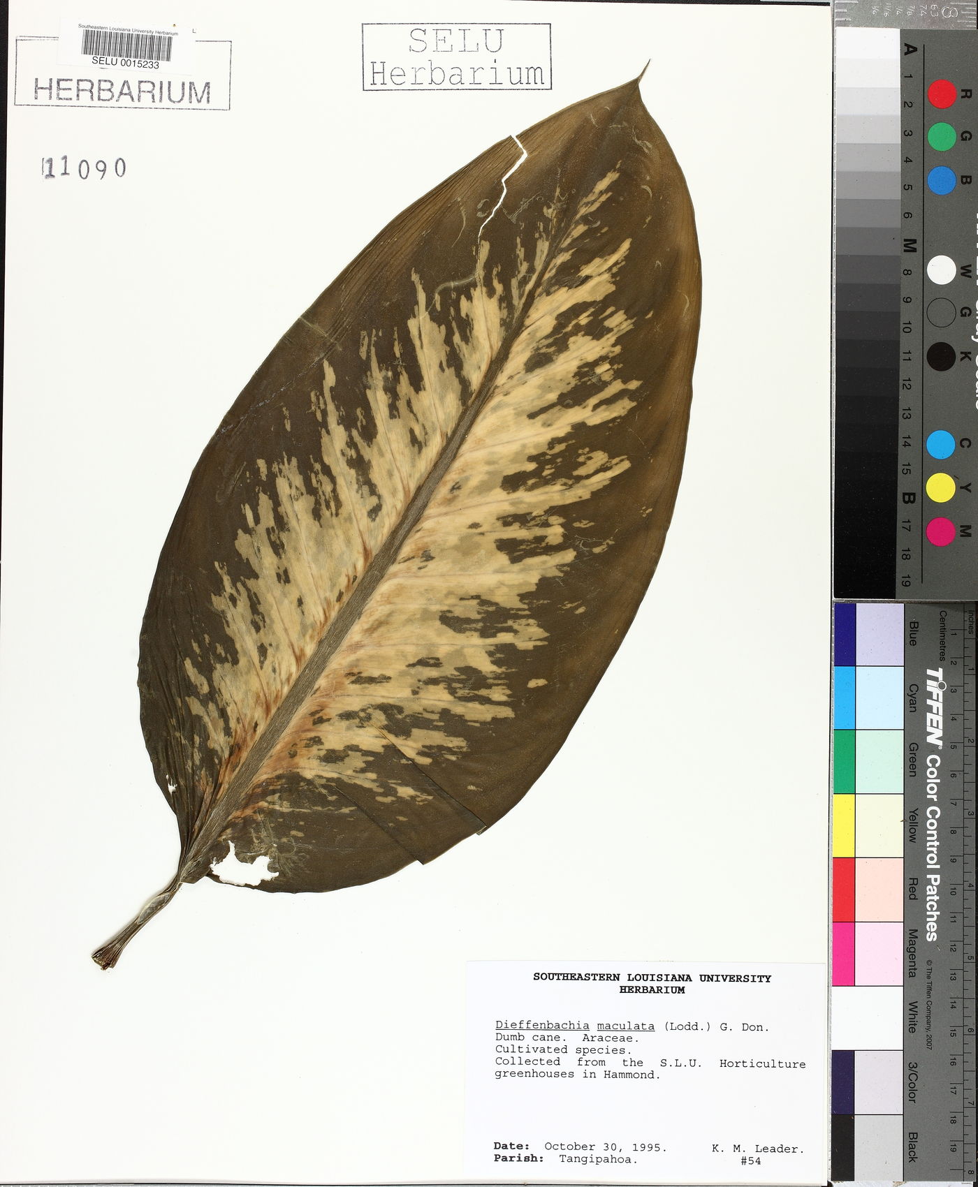 Dieffenbachia maculata image