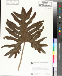 Philodendron bipinnatifidum image