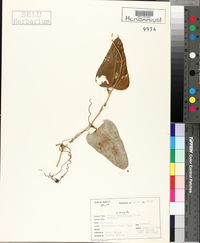 Smilax tamnifolia image