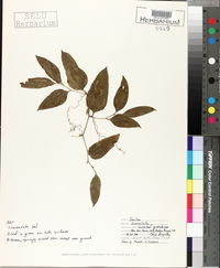 Image of Smilax lanceolata