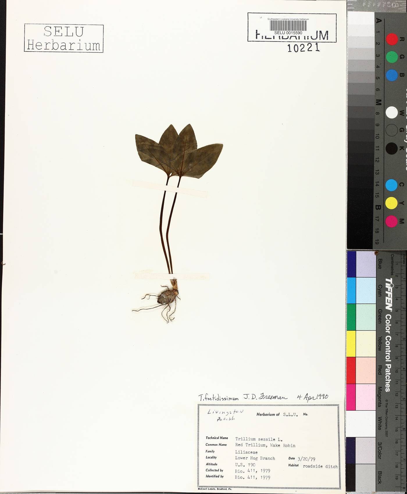 Trillium foetidissimum image