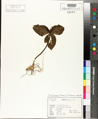 Trillium sessile image