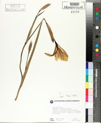 Iris virginica image