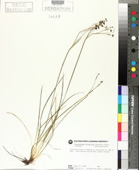 Sisyrinchium atlanticum image