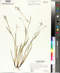 Sisyrinchium atlanticum image