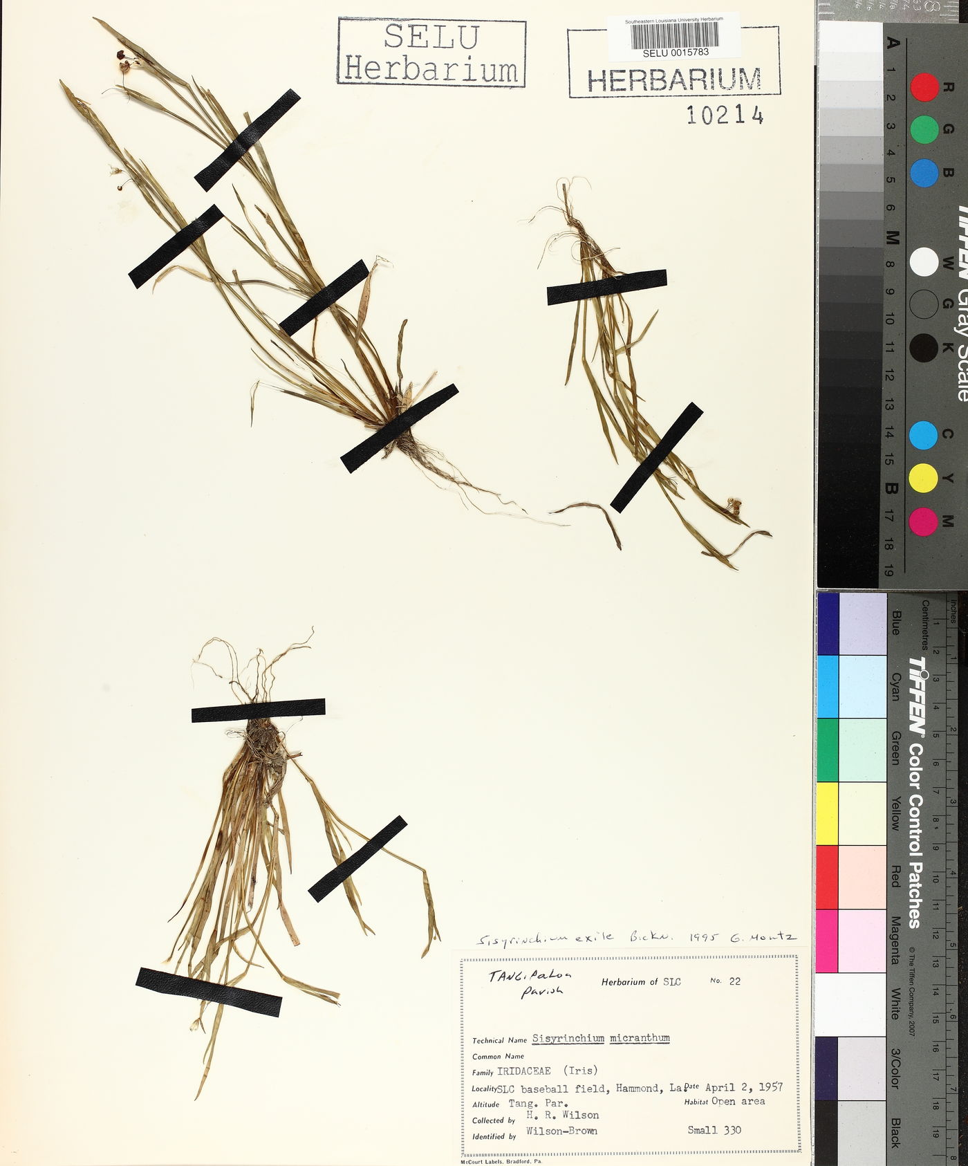 Sisyrinchium exile image