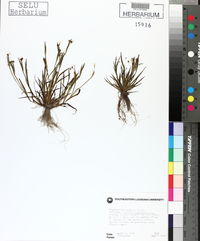 Sisyrinchium rosulatum image