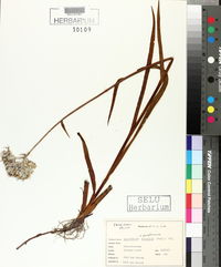 Lachnanthes caroliana image