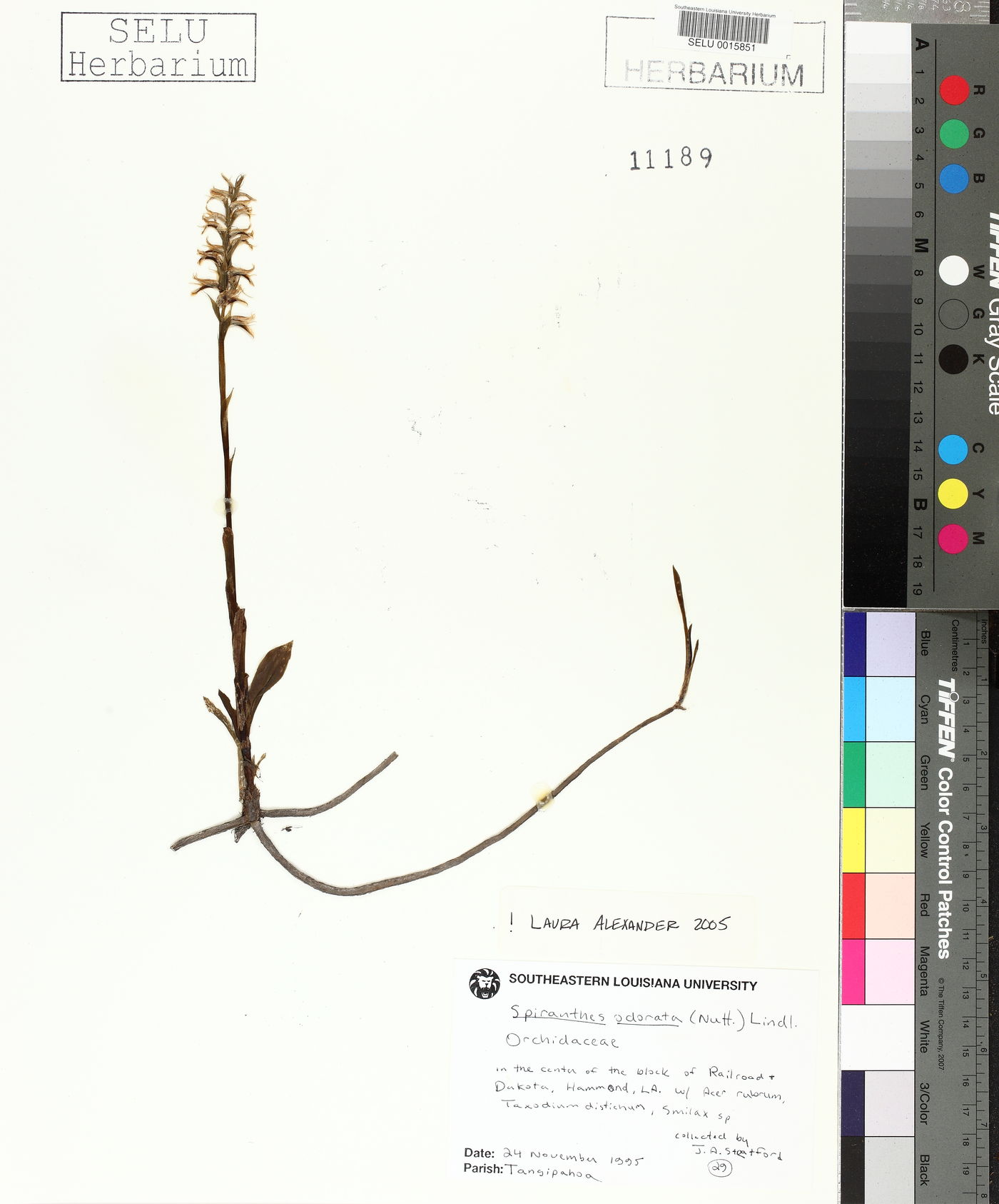 Spiranthes odorata image