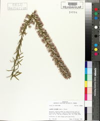 Liatris elegans image