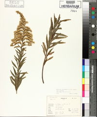 Solidago canadensis var. scabra image