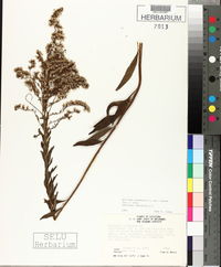 Solidago canadensis var. scabra image