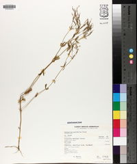 Centaurium pulchellum image