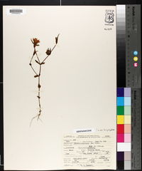 Sabatia angularis image