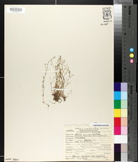 Stellaria longifolia image