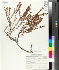 Hypericum galioides image