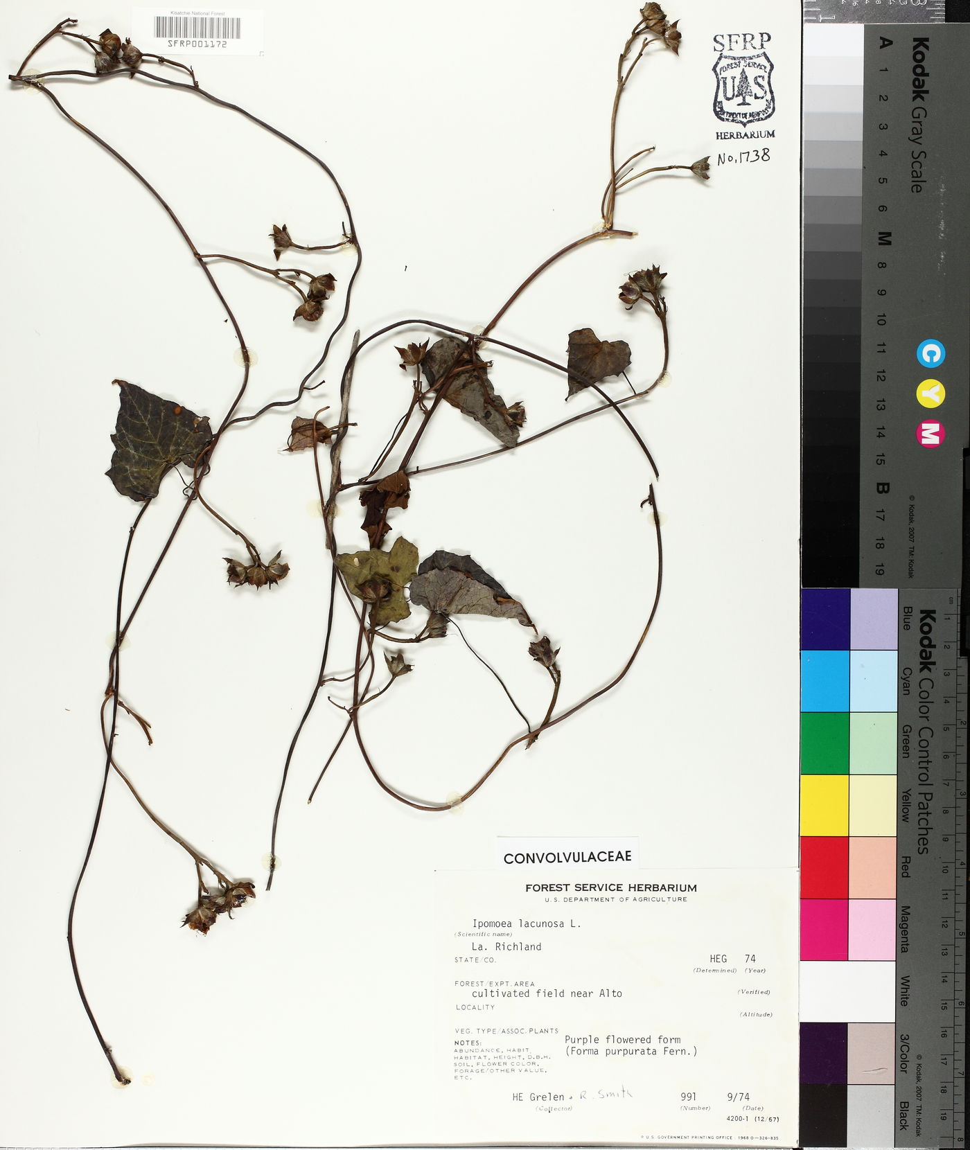 Ipomoea leucantha image