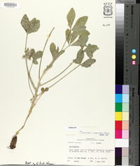 Image of Pediomelum subulatum