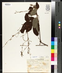 Desmodium glabellum image