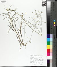 Croptilon divaricatum image