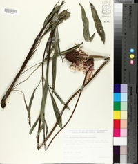 Image of Echinacea simulata
