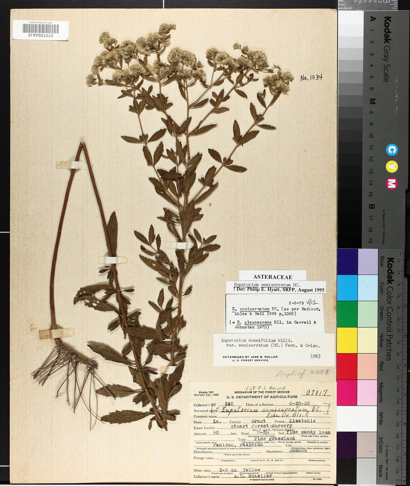 Eupatorium semiserratum image