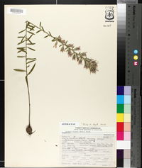Liatris elegans image