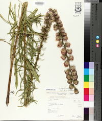 Liatris aspera image