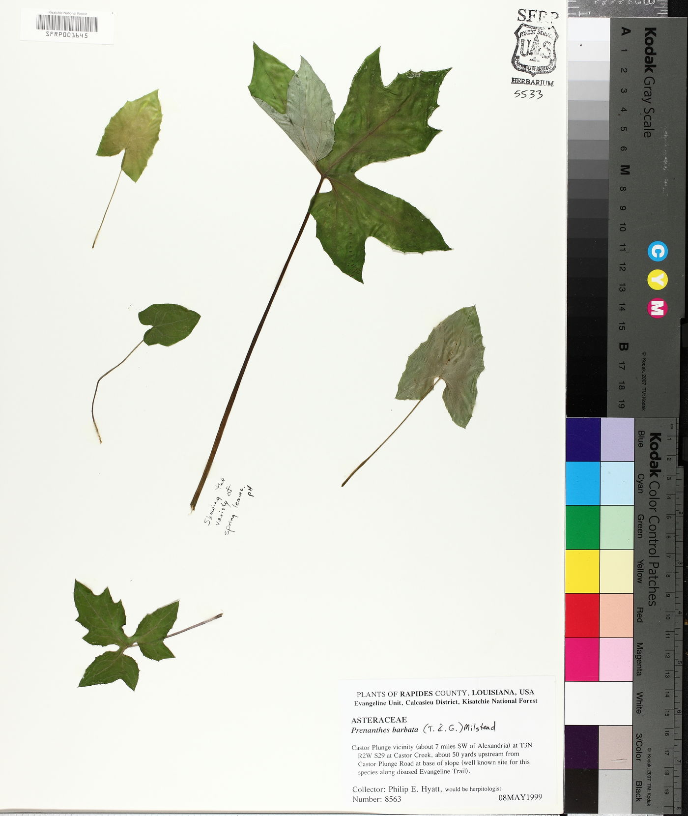 Nabalus barbatus image
