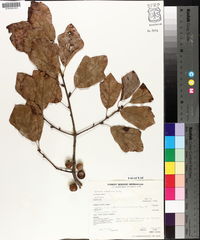 Quercus arkansana image