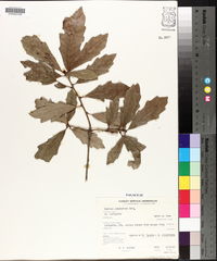 Image of Quercus comptoniae