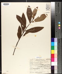 Quercus laurifolia image
