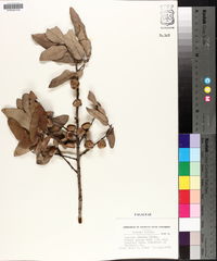 Quercus incana image