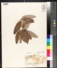 Quercus incana image