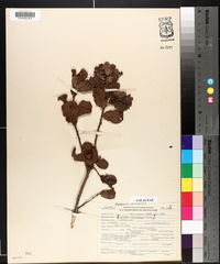 Quercus myrtifolia image