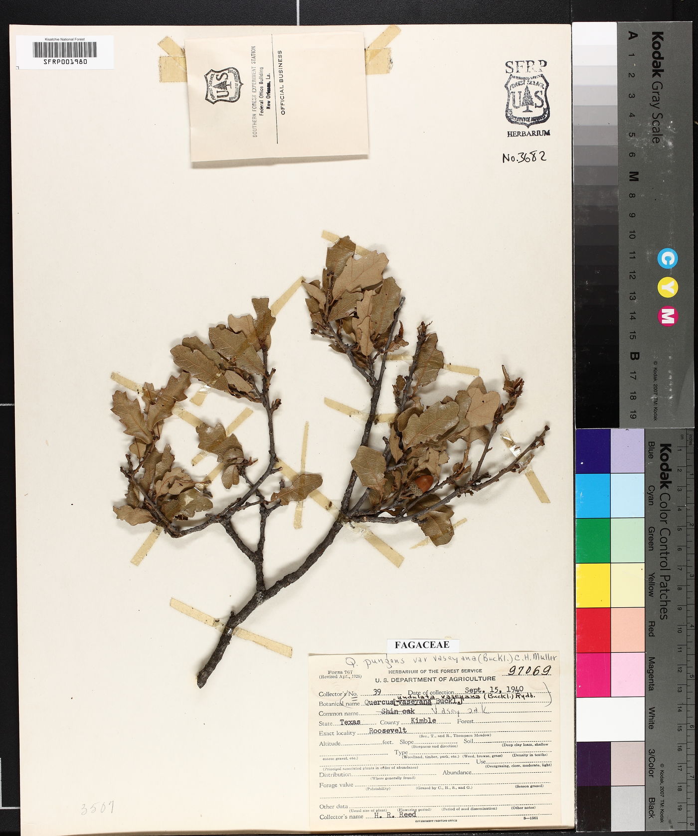 Quercus pungens subsp. vaseyana image