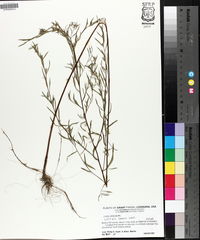 Ludwigia linearis image