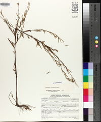 Ludwigia linearis image