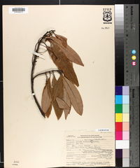Persea borbonia image
